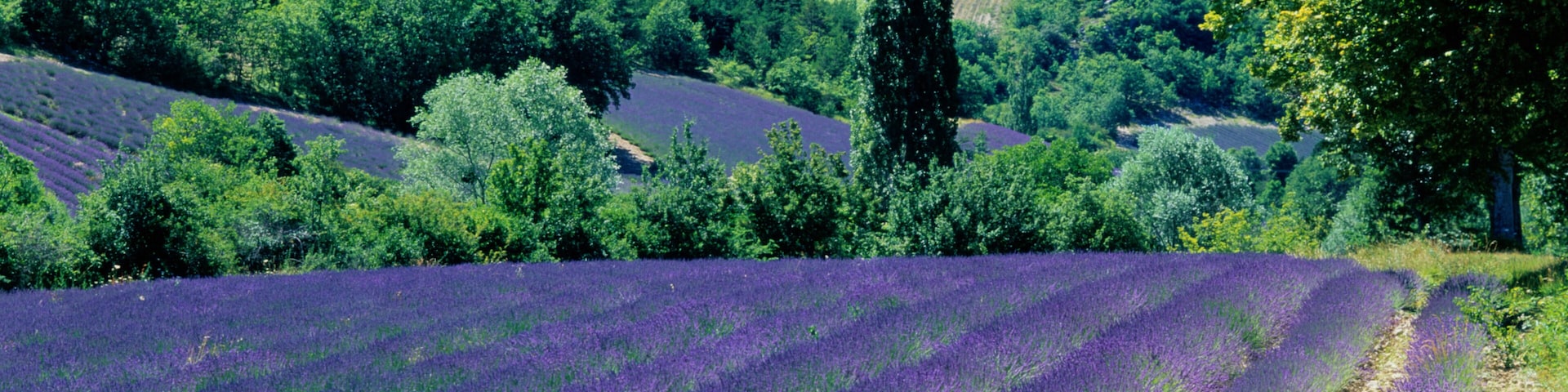 Um campo de lavanda com colinas ondulantes e uma floresta densa ao fundo.