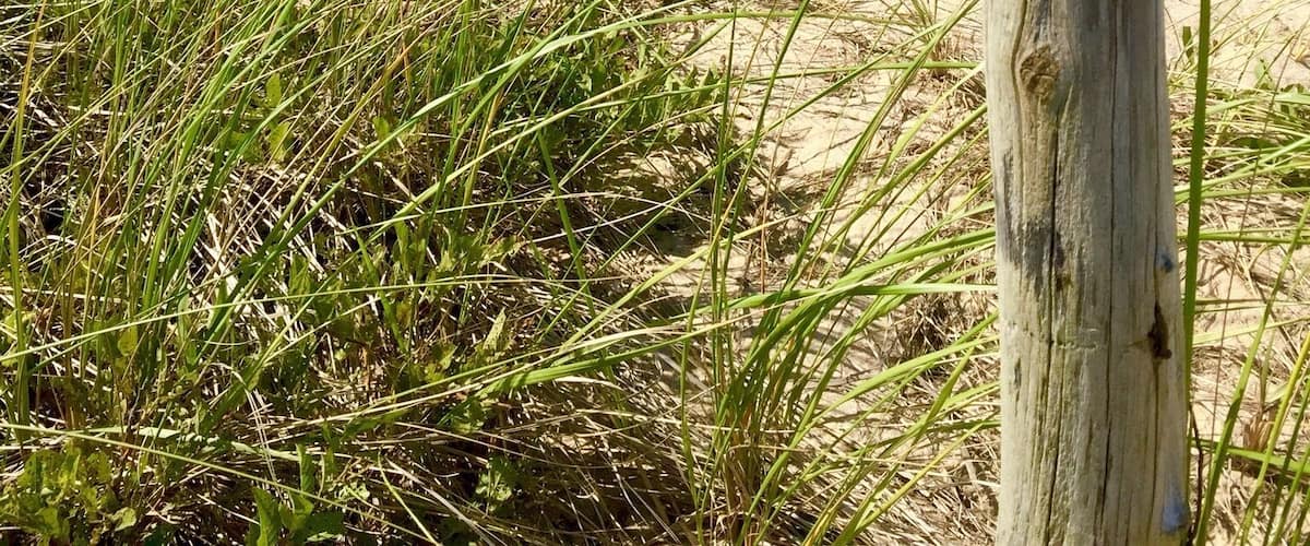 Newcomb Hollow Beach is on the east coast of Cape Cod just a Little north of Wellfleet, Massachusetts. There is a small parking lot that sometimes has a food truck selling goodies. The dunes separating the beach from the road prevent cell phone service but they are beautiful!
#BeachTips