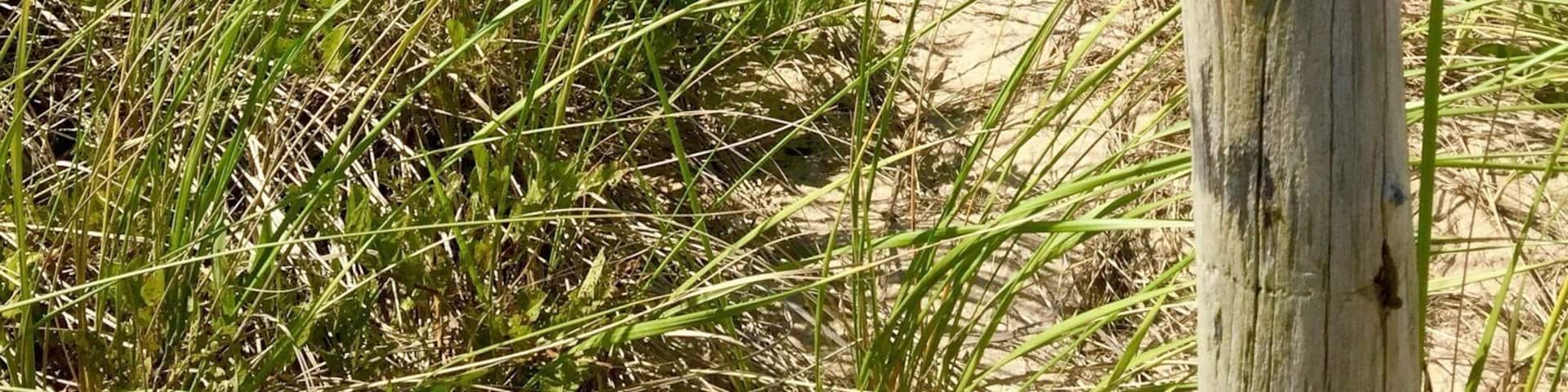 Newcomb Hollow Beach is on the east coast of Cape Cod just a Little north of Wellfleet, Massachusetts. There is a small parking lot that sometimes has a food truck selling goodies. The dunes separating the beach from the road prevent cell phone service but they are beautiful!
#BeachTips