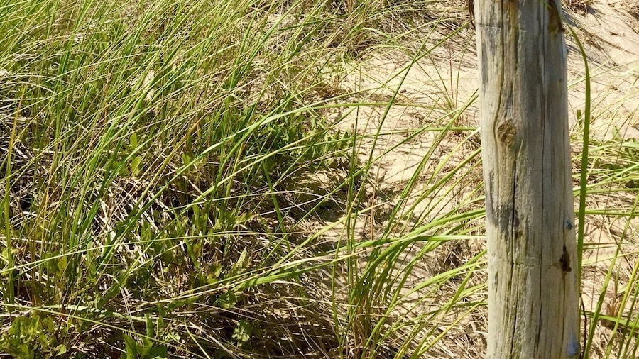 Newcomb Hollow Beach is on the east coast of Cape Cod just a Little north of Wellfleet, Massachusetts. There is a small parking lot that sometimes has a food truck selling goodies. The dunes separating the beach from the road prevent cell phone service but they are beautiful!
#BeachTips