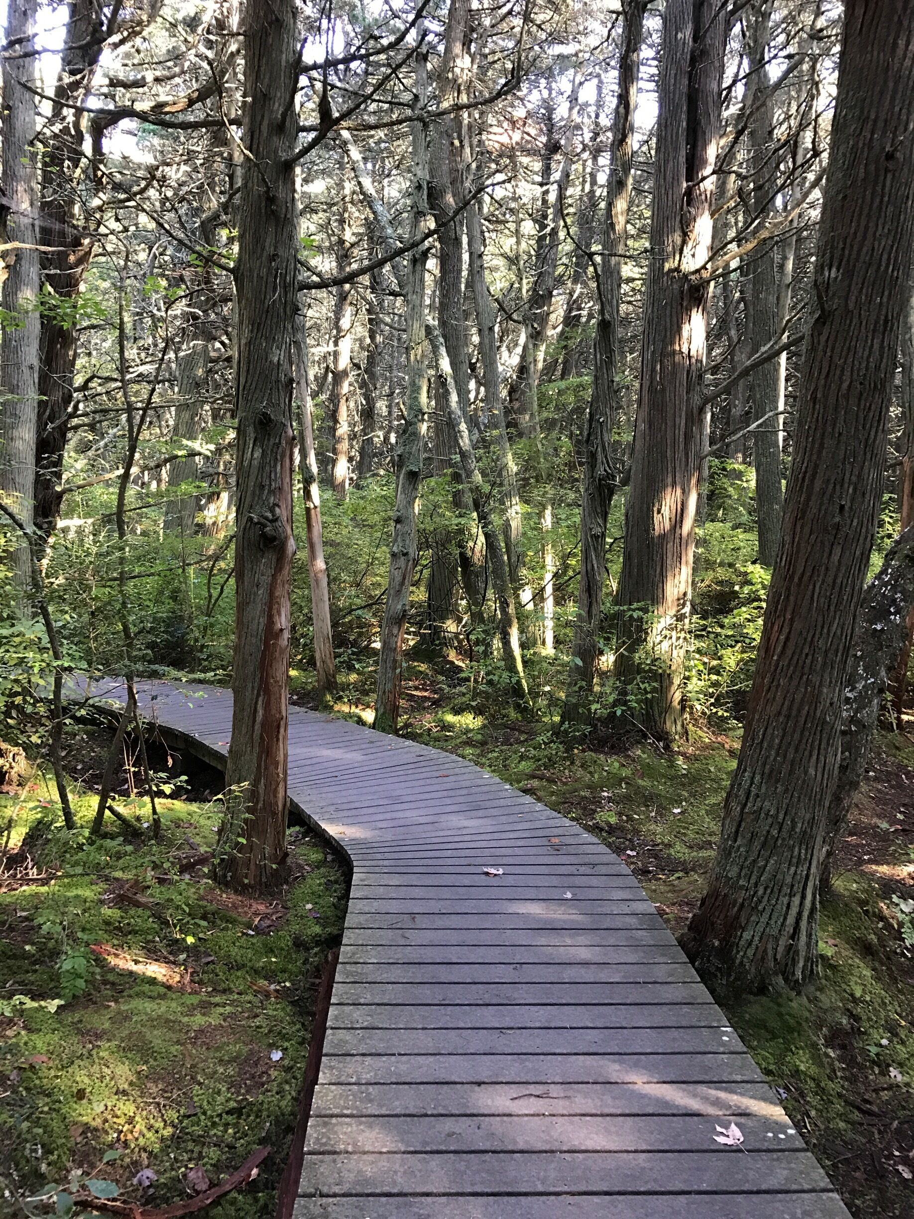 A whole different world in the middle of Cape Cod.