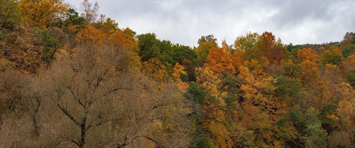 A river with a fallen tree, surrounded by autumn-colored trees and a grassy field.
