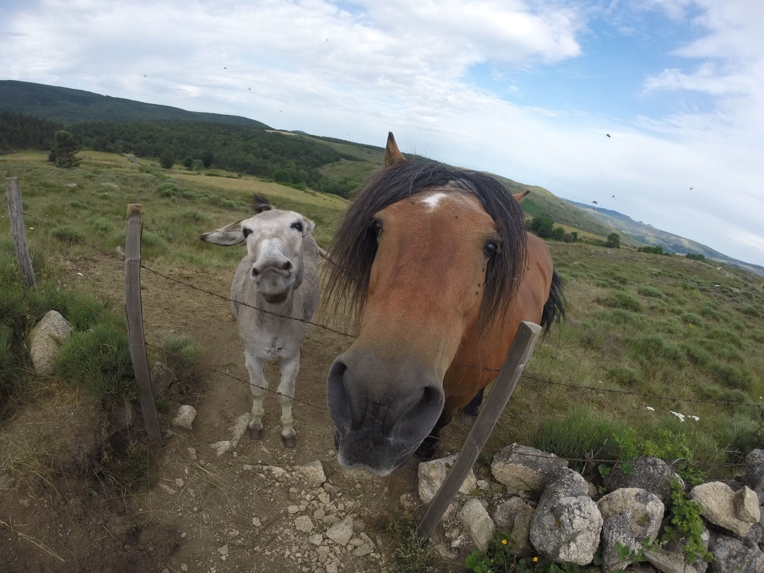 Love the many animals on the Robertson Louise Stevenson hike in Central France