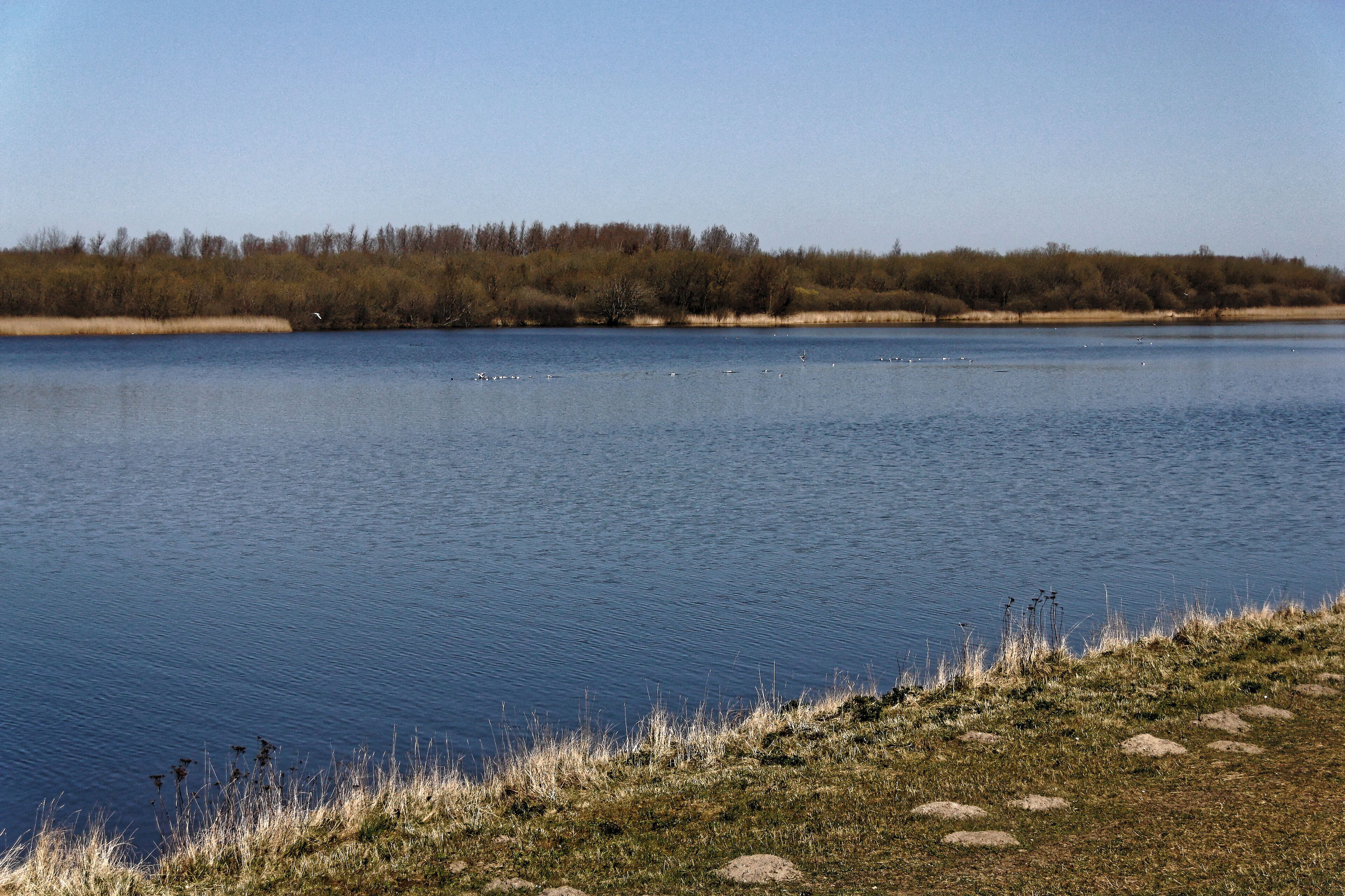 Katinger Watt, Wiesenteil, Blick vom Eiderdeich auf den Schilfgürtel; Bereich im FFH-Gebiet DE-1719-391 „Untereider“ und im EU-Vogelschutzgebiet DE-0916-491