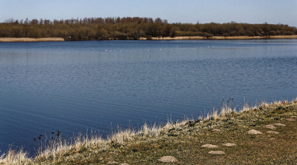 Katinger Watt, Wiesenteil, Blick vom Eiderdeich auf den Schilfgürtel; Bereich im FFH-Gebiet DE-1719-391 „Untereider“ und im EU-Vogelschutzgebiet DE-0916-491