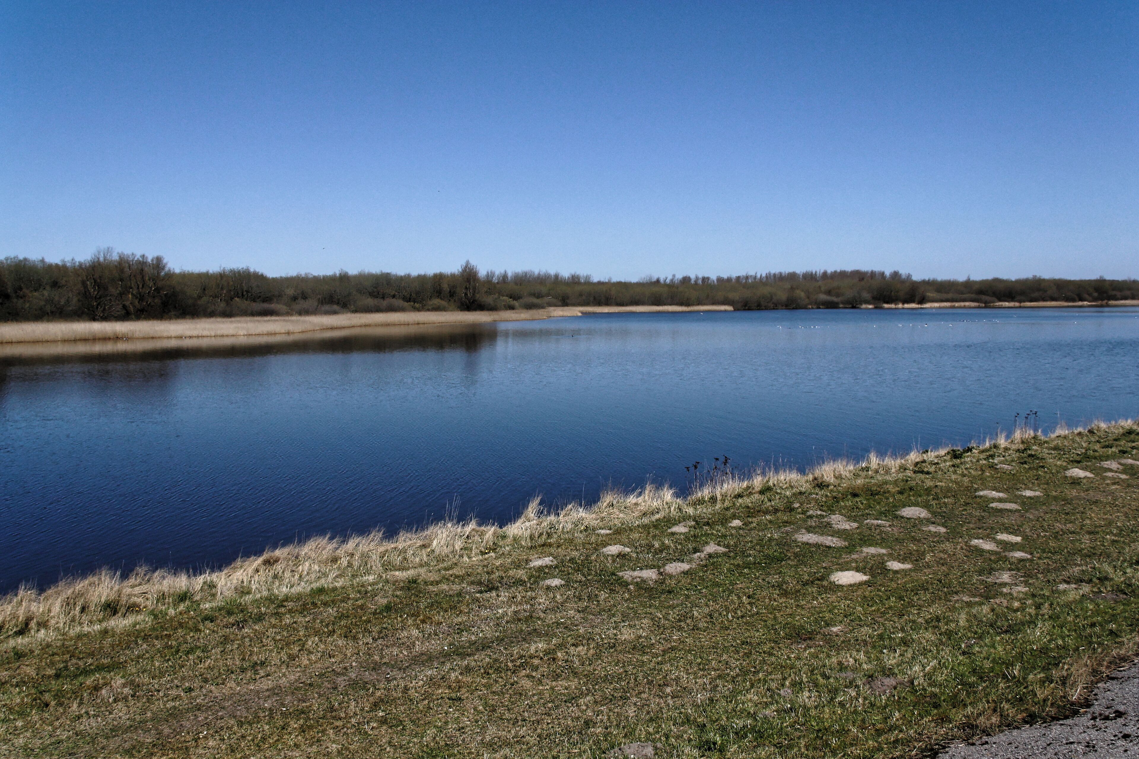 Katinger Watt, Wiesenteil, Blick vom Eiderdeich auf den Schilfgürtel; Bereich im FFH-Gebiet DE-1719-391 „Untereider“ und im EU-Vogelschutzgebiet DE-0916-491