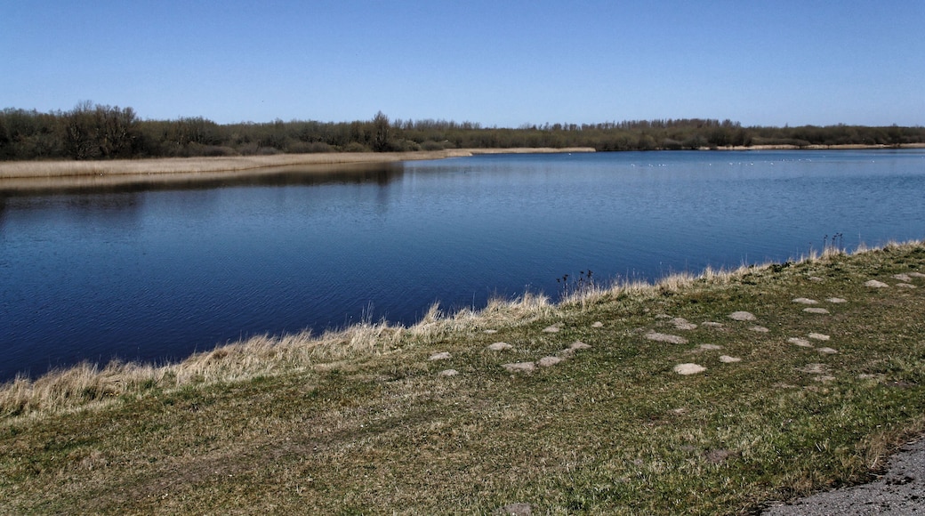 Katinger Watt, Wiesenteil, Blick vom Eiderdeich auf den Schilfgürtel; Bereich im FFH-Gebiet DE-1719-391 „Untereider“ und im EU-Vogelschutzgebiet DE-0916-491