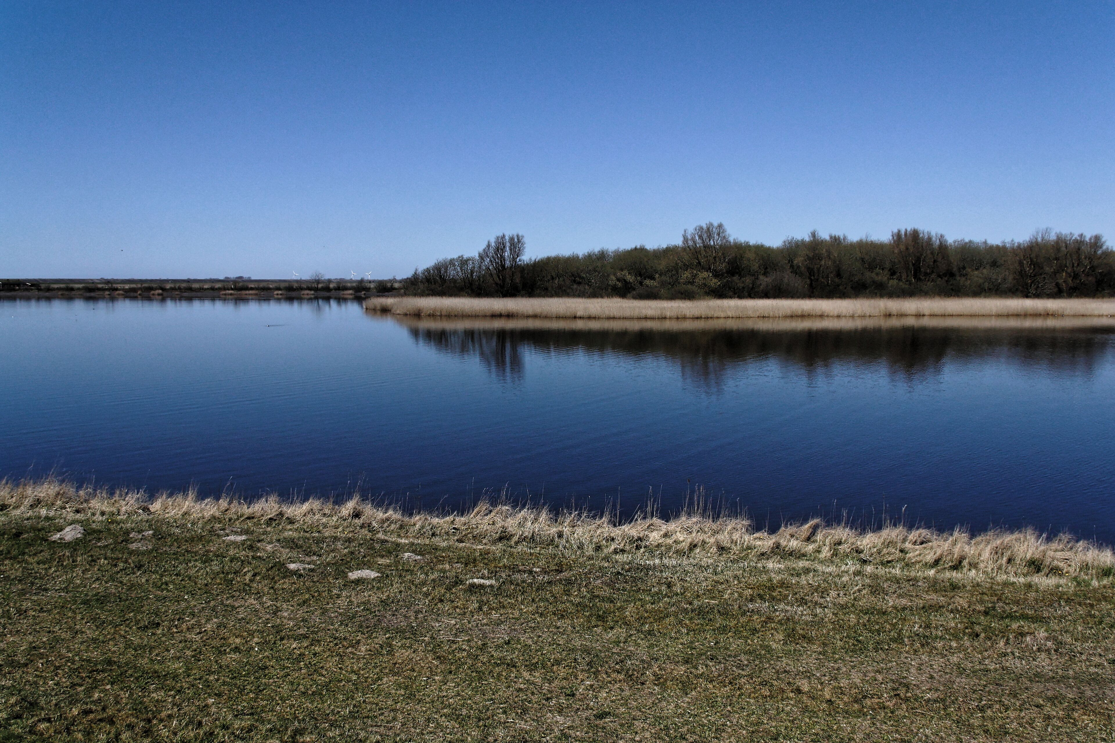 Katinger Watt, Wiesenteil, Blick vom Eiderdeich auf den Schilfgürtel; Bereich im FFH-Gebiet DE-1719-391 „Untereider“ und im EU-Vogelschutzgebiet DE-0916-491