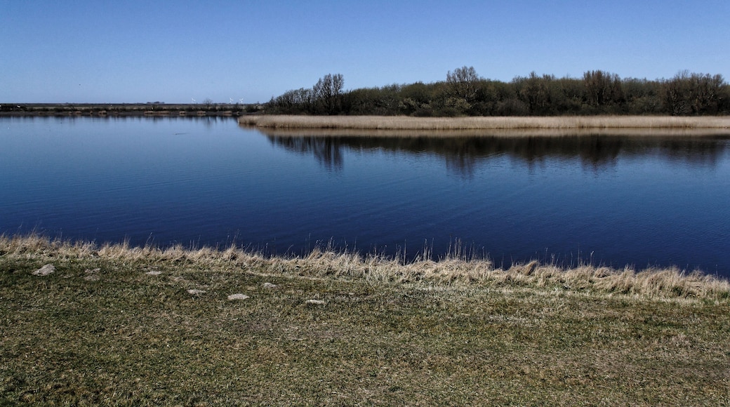 Katinger Watt, Wiesenteil, Blick vom Eiderdeich auf den Schilfgürtel; Bereich im FFH-Gebiet DE-1719-391 „Untereider“ und im EU-Vogelschutzgebiet DE-0916-491
