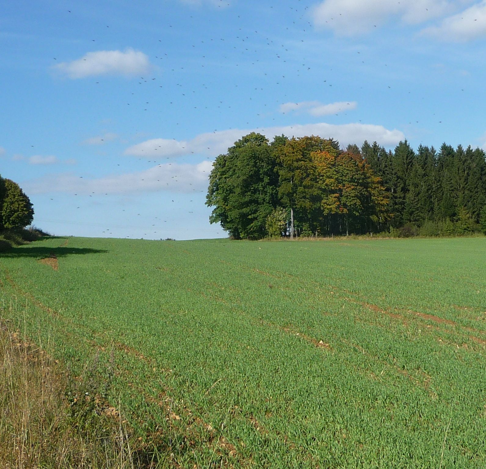 Wäldchen beim Steinbruch