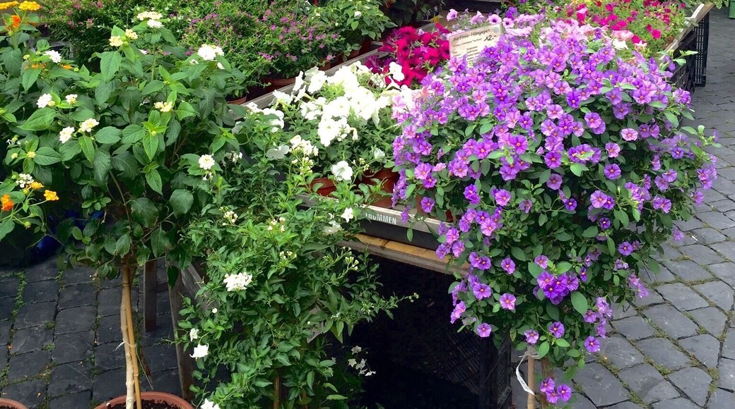 The Norwegian Sea looks a lot like the Caribbean minus the heat to accompany it.