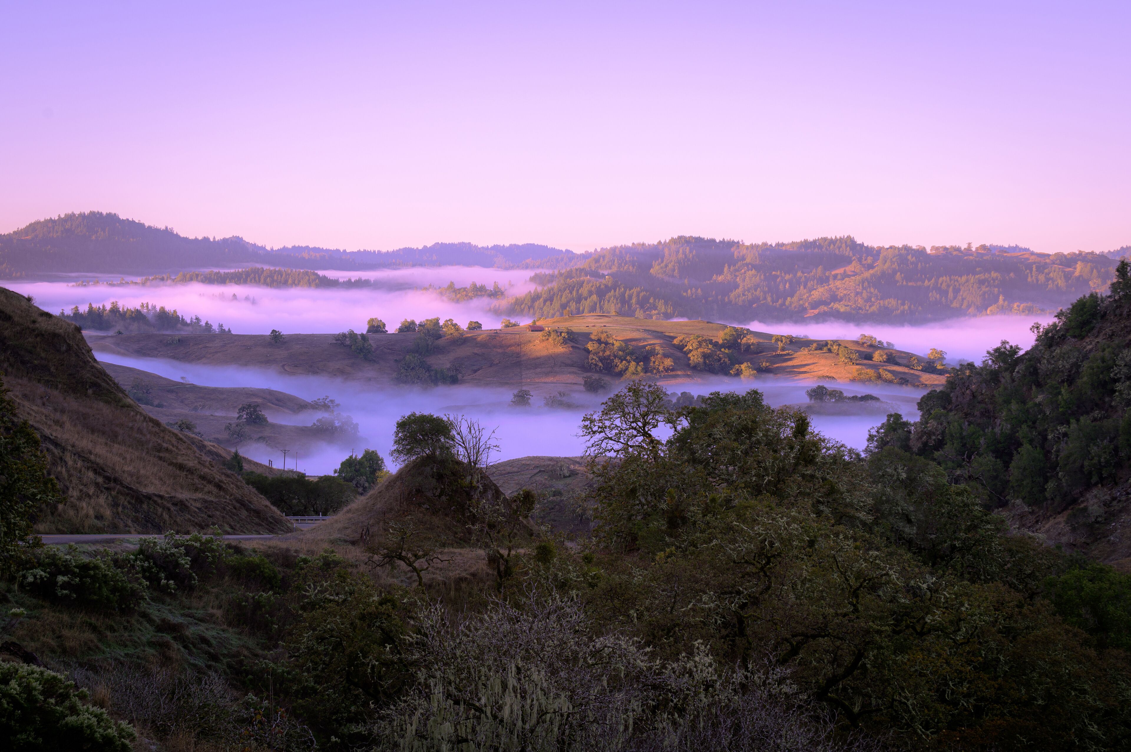 Misty Valley Dawn in Anderson Valley