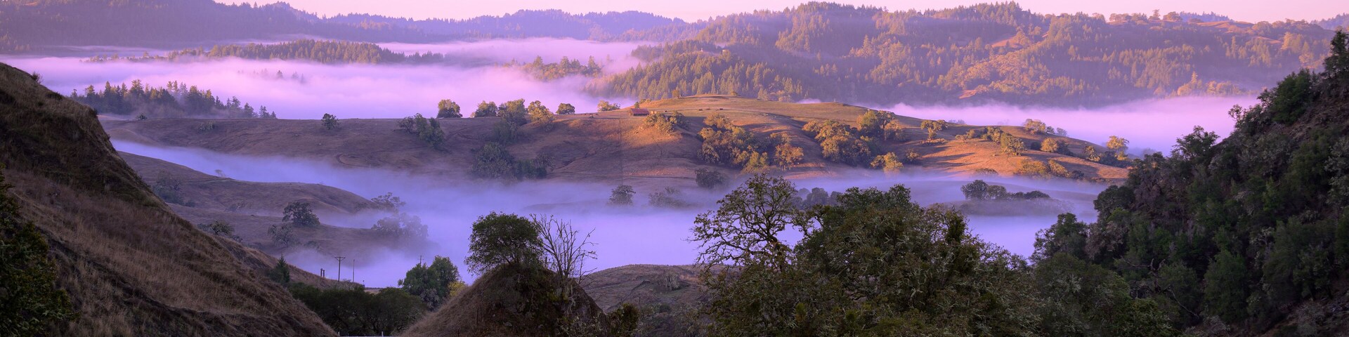 Misty Valley Dawn in Anderson Valley