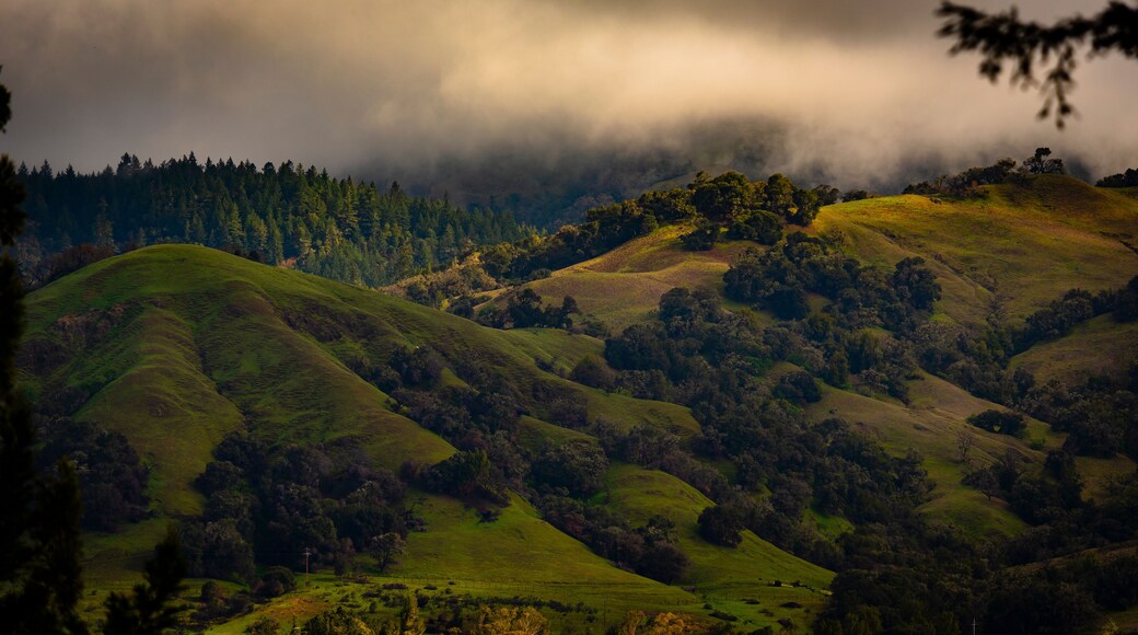 Overcast Spring Evening in Anderson Valley
