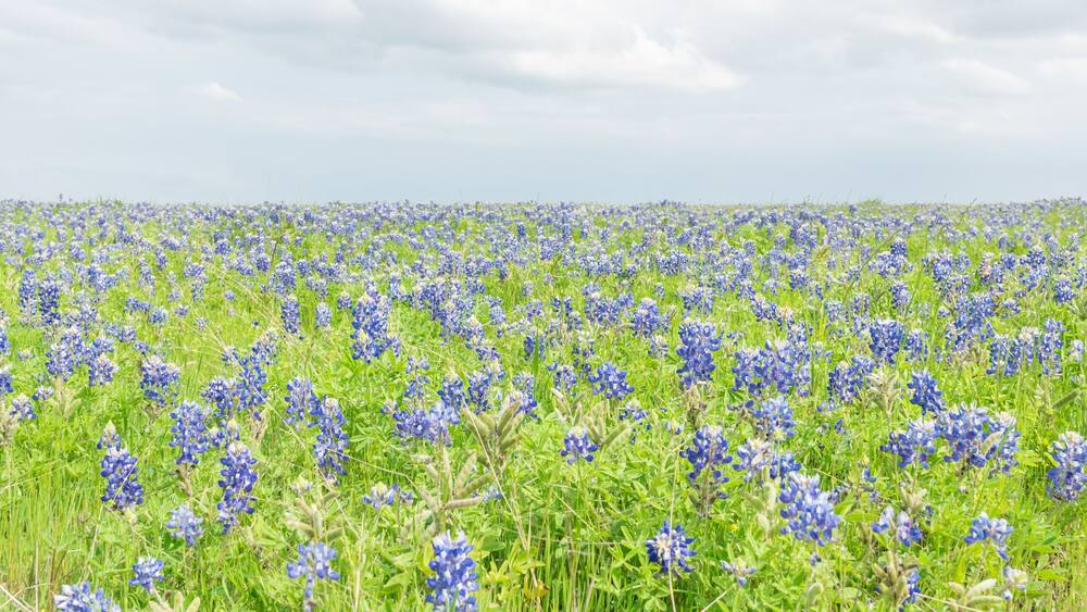 Panoramic view a Texas Bluebonnet filed and blue sky background in Ennis, Texas, USA. Bright colorful blanket of Texas wildflowers blooming in Ennis, Texas, USA.
