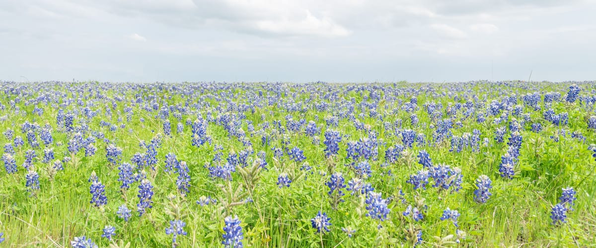 Panoramic view a Texas Bluebonnet filed and blue sky background in Ennis, Texas, USA. Bright colorful blanket of Texas wildflowers blooming in Ennis, Texas, USA.