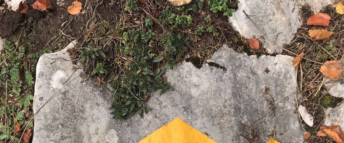 A concrete slab with a yellow diamond-shaped marker surrounded by autumn leaves and green foliage.