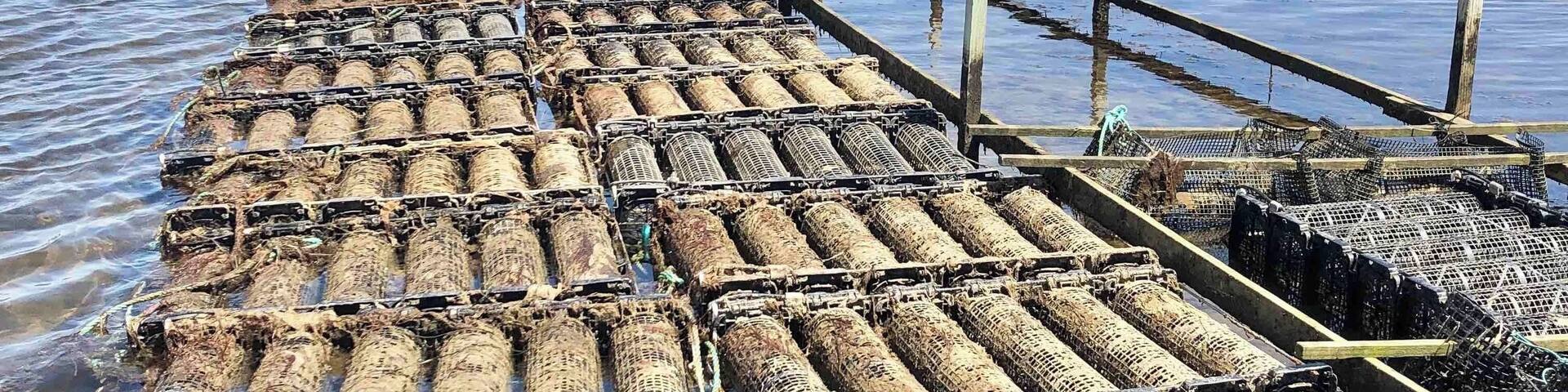 Muelles de pesca con redes y postes de madera en un cuerpo de agua.