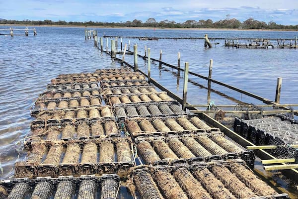 The oyster beds for Freycinet Marine Farm. Their storefront where you can buy them by the dozens are just a couple of miles from where they are âgrownâ.