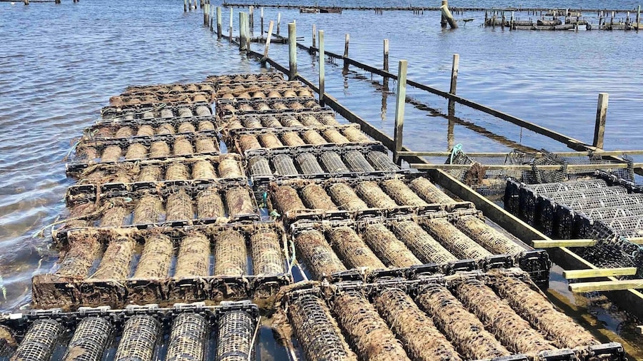 The oyster beds for Freycinet Marine Farm. Their storefront where you can buy them by the dozens are just a couple of miles from where they are “grown”.