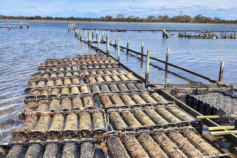 Un quai de pêche avec des filets et des poteaux en bois, situé sur une étendue d’eau.