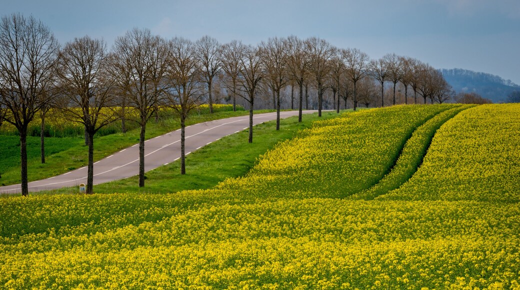 Champ de colza, Sainte-Sabine, Bourgogne, France