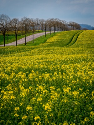 Champ de colza, Sainte-Sabine, Bourgogne, France