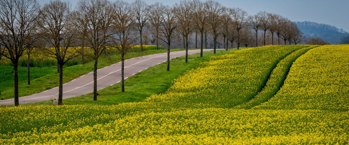 A field of yellow flowers with a road and trees in the background.