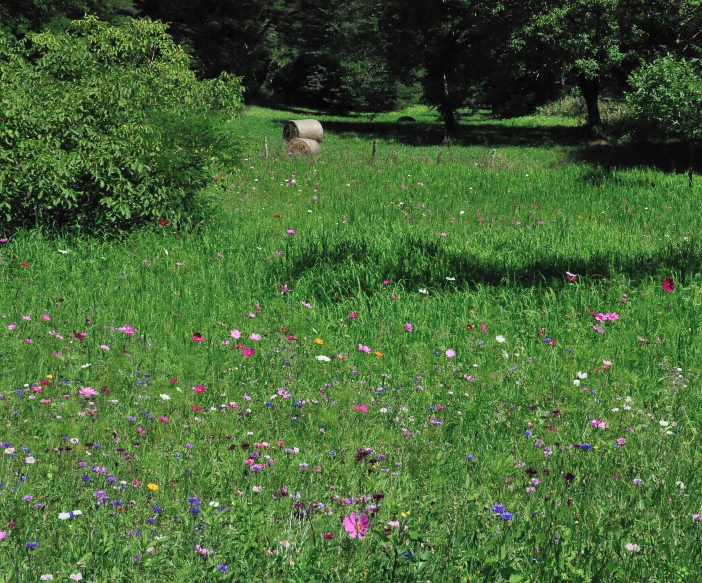 We had seen many fields of red poppies, but none with such multi-coloured wildflowers. This was mid-July somewhere on the road between Saint-Genies and Badefols d'Ans.