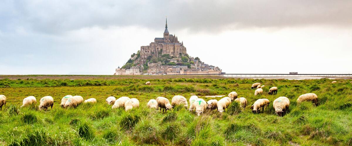 A flock of sheep grazing in a field with a historic castle in the background.