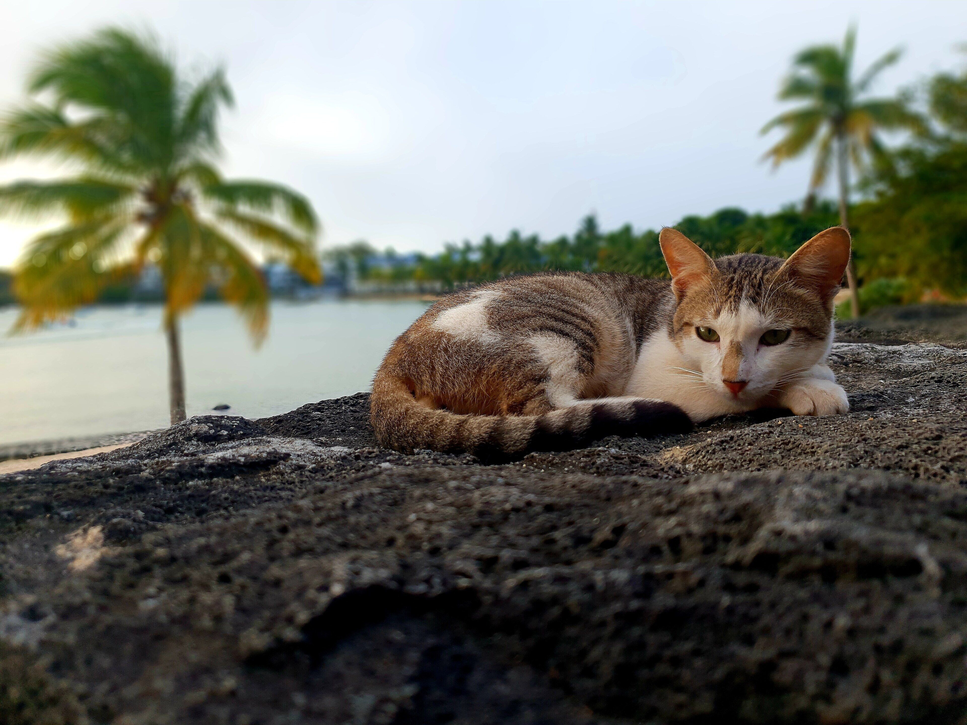 Adorable cat that attacked me