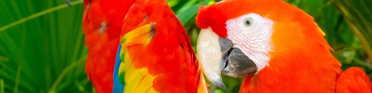Colorful scarlet macaw perched on a branch, Mexico