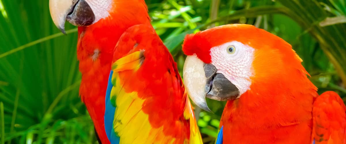 Two vibrant red and yellow macaws with white faces and black beaks, perched among green foliage.