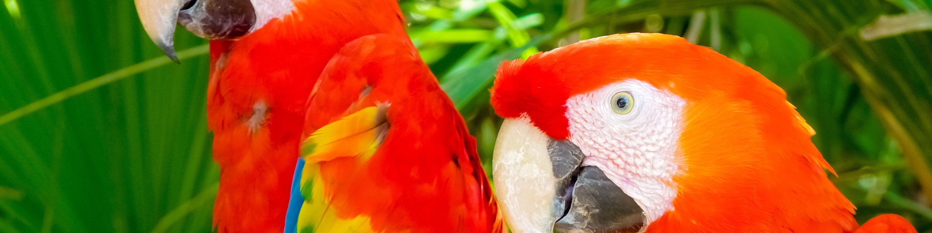 Two vibrant red and yellow macaws with white faces and black beaks, perched among green foliage.