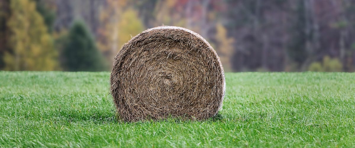 A hay bale on a grassy field with a blurred autumn forest in the background.