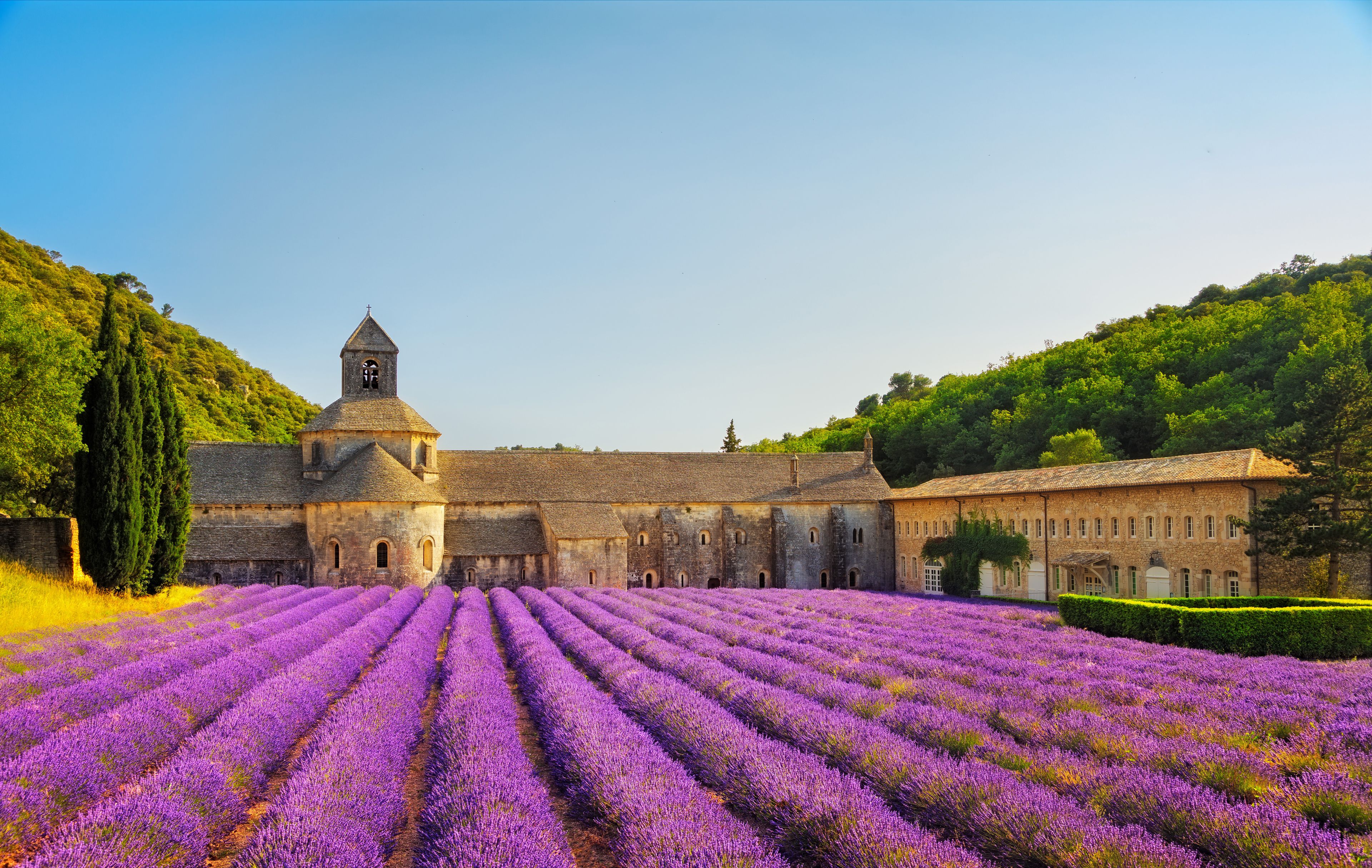 Abbey of Senanque blooming lavender flowers on sunset. Gordes, L
