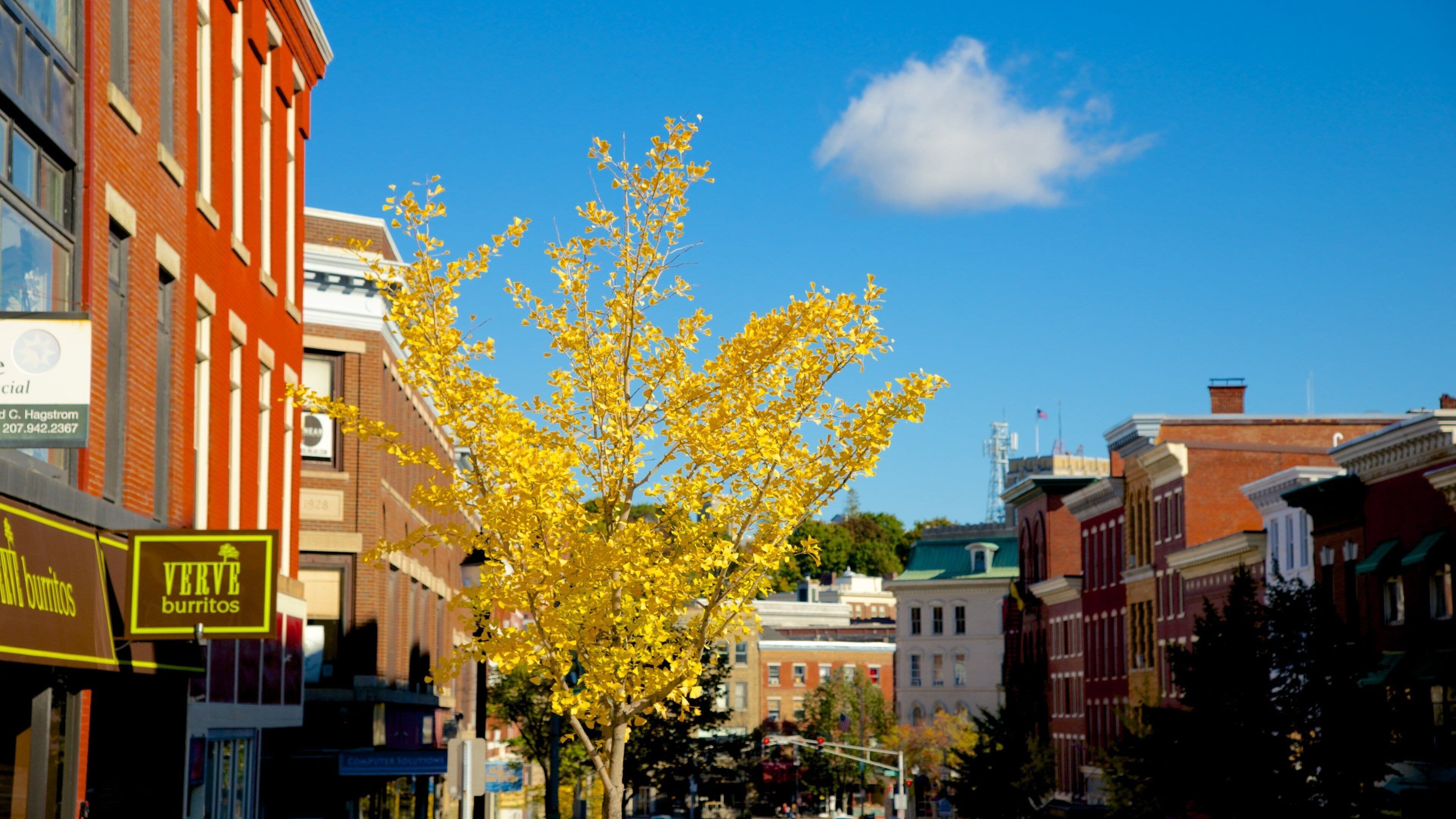 Bangor featuring autumn leaves and a city