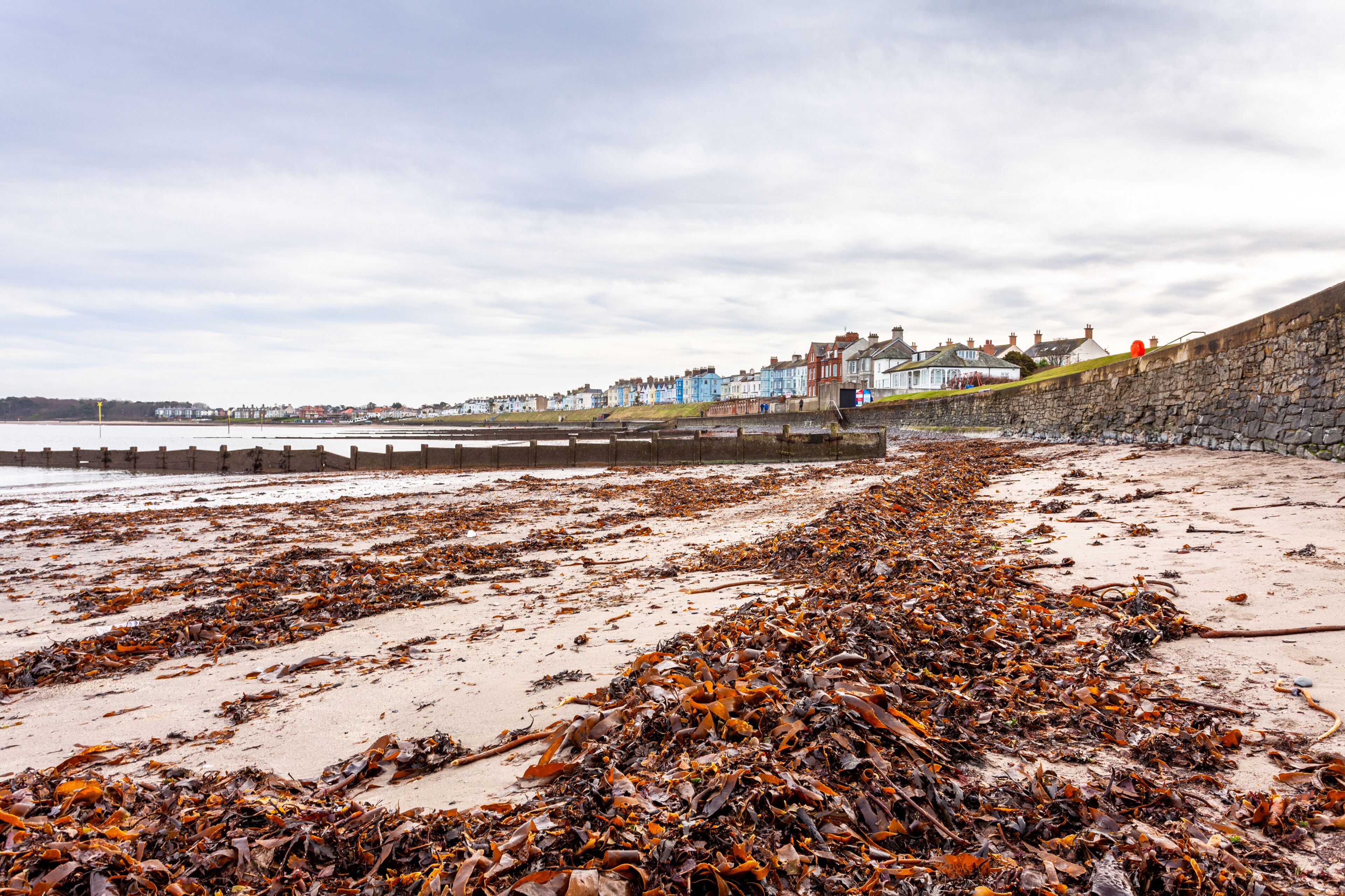 Seaweed on the beach, Ballyholme, Bangor, County Down, Northern Ireland