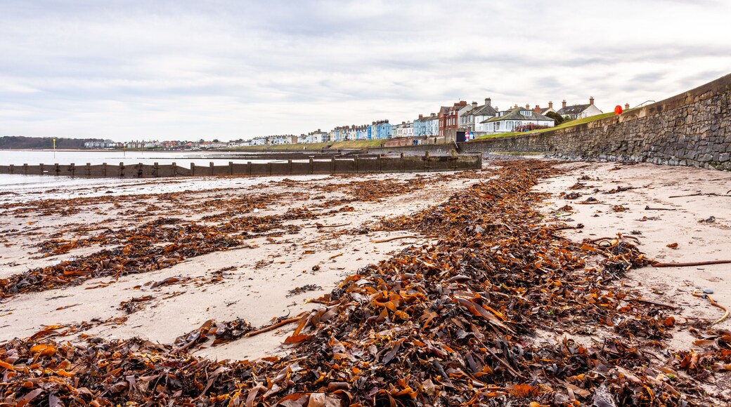 Seaweed on the beach, Ballyholme, Bangor, County Down, Northern Ireland