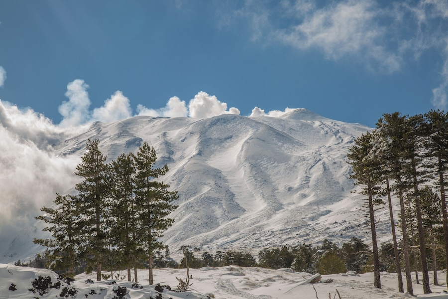 Snow on the needles of pine tree in the wood in winter - Volcano Etna Park, Sicily