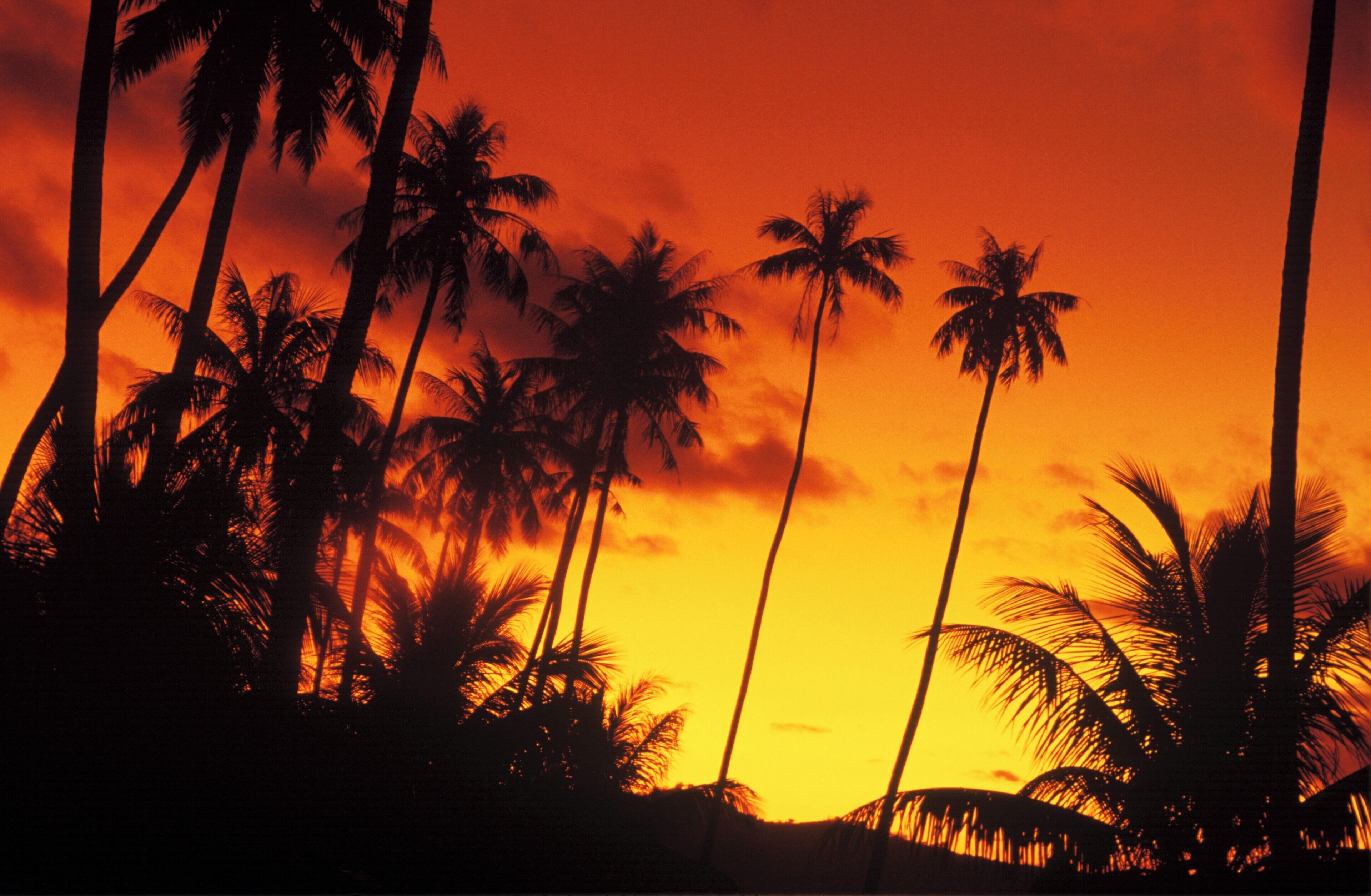 Silhouette of coconut trees at dusk, Hawaii, USA