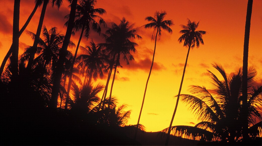 Silhouette of coconut trees at dusk, Hawaii, USA