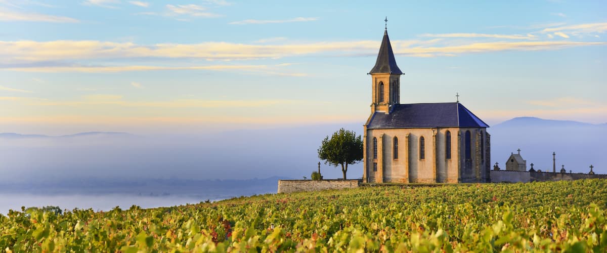 A church with a bell tower surrounded by vineyards.