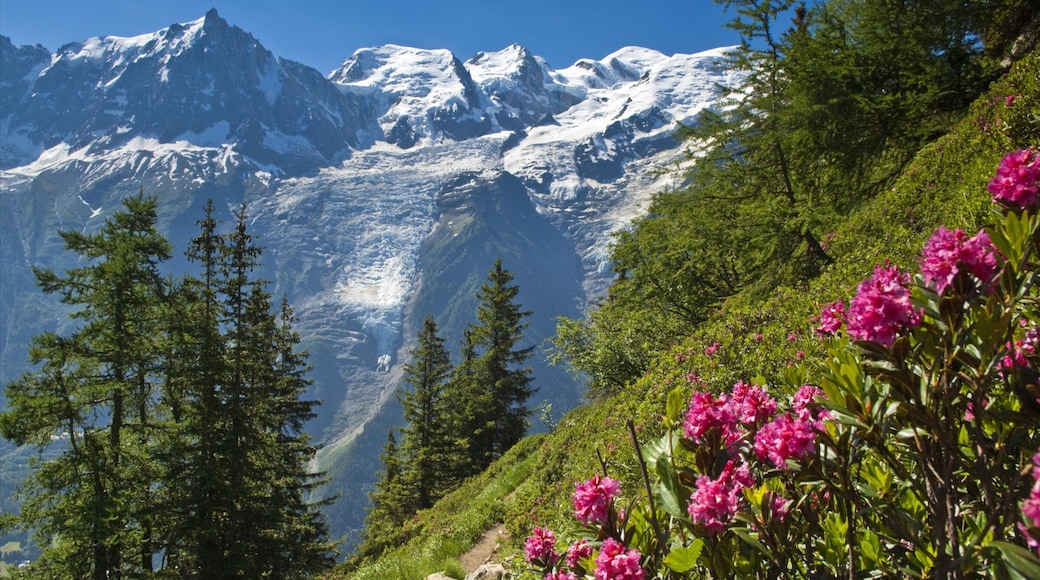 Chamonix-Mont-Blanc showing flowers, mountains and snow