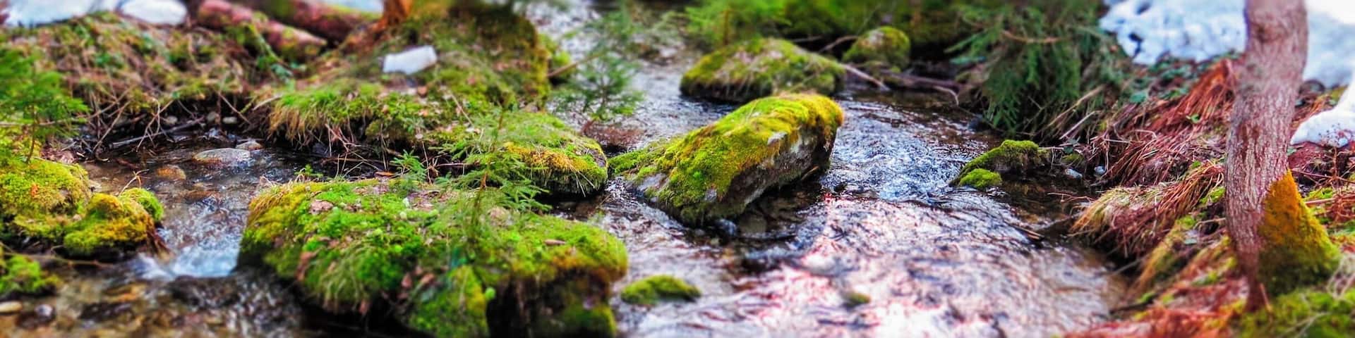 L'Arve river through the woods behind Les Praz.
#Snow