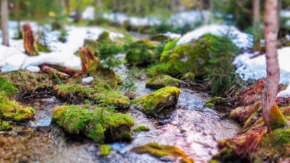 L'Arve river through the woods behind Les Praz.
#Snow
