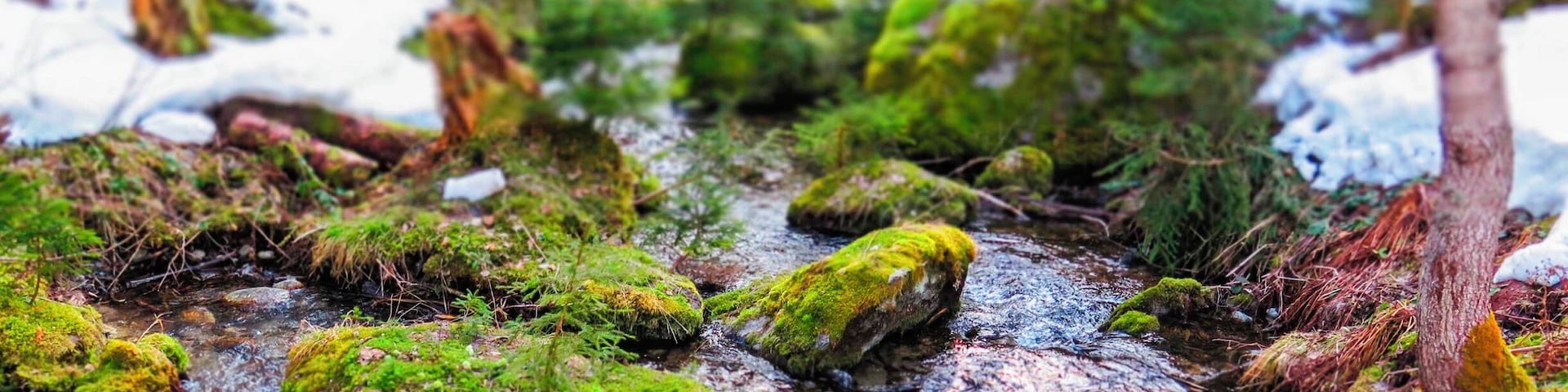 L'Arve river through the woods behind Les Praz.
#Snow