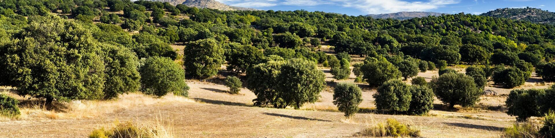 A dry grassland with scattered trees and a mountain in the background under a clear blue sky.