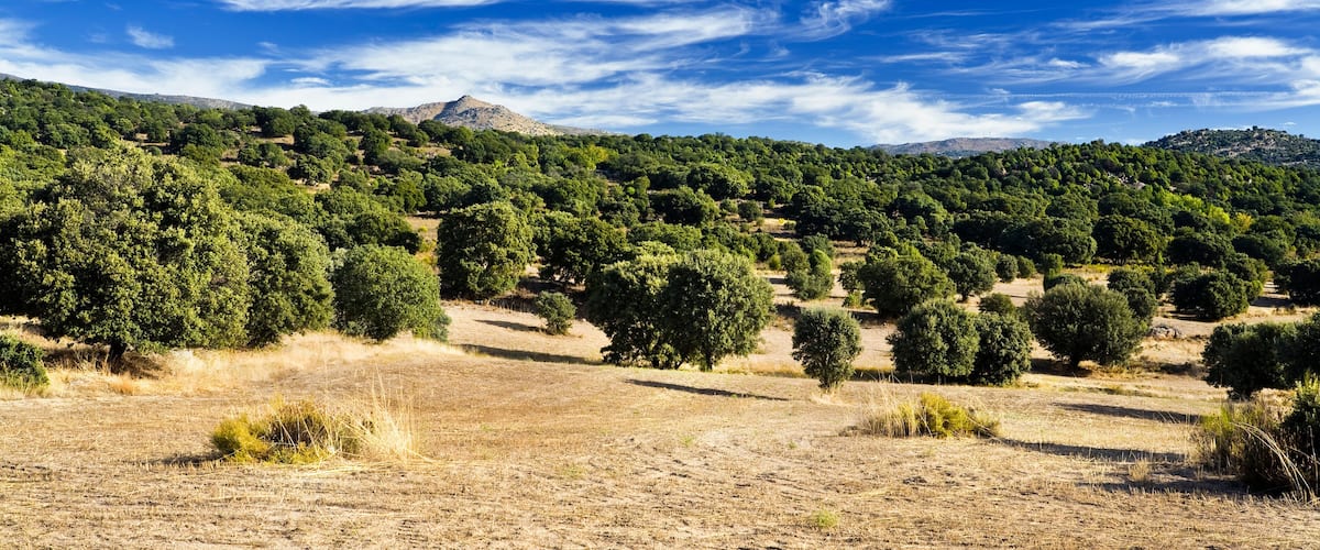 A dry grassland with scattered trees and a mountain in the background under a clear blue sky.