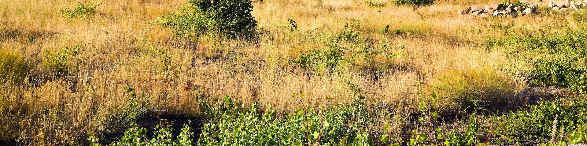 Sierra de Gredos desde Burgohondo